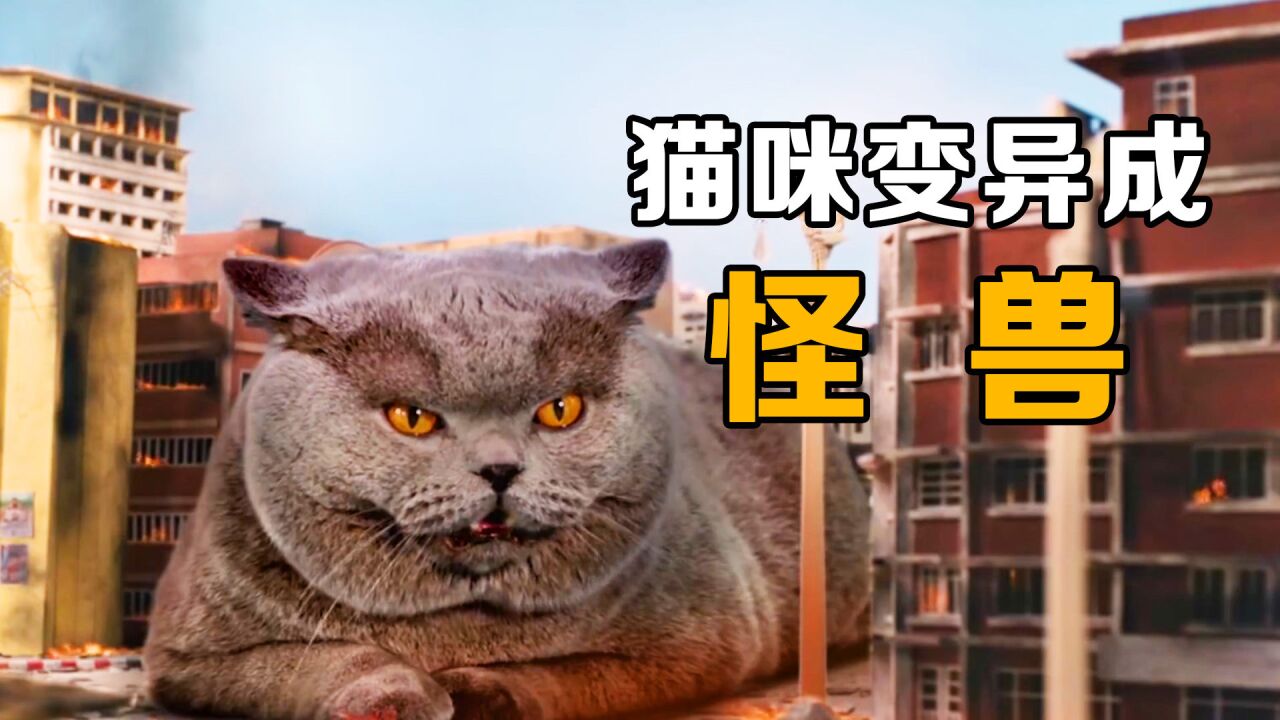 美女奥特曼,大战猫咪怪兽:短片《猫咪怪兽》