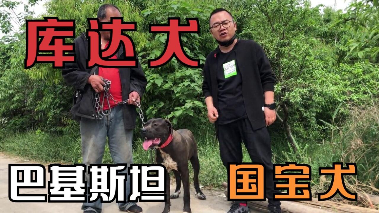 巴基斯坦国宝库达犬,凶猛好斗能驱赶狼,看家护院数第一的猛犬