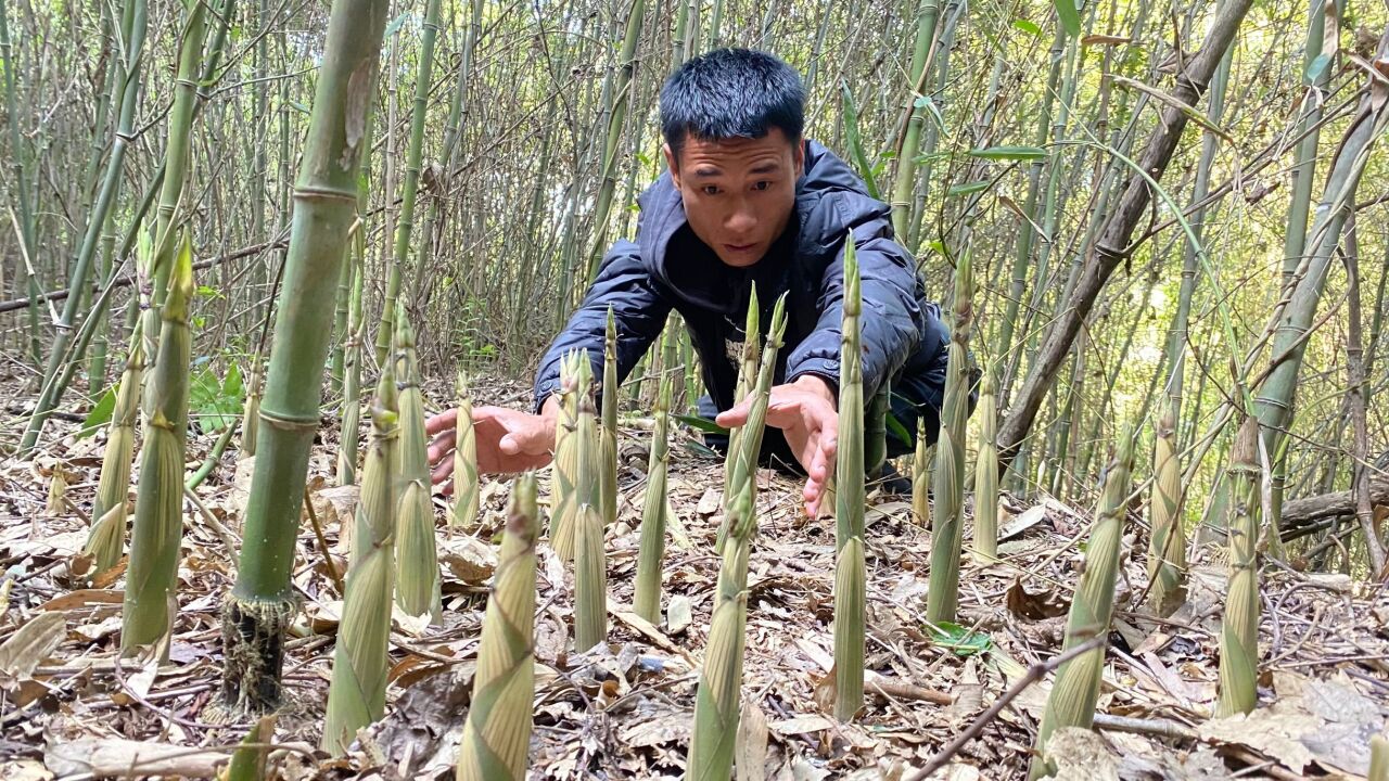 竹林里的野笋真多,小伙短短一个小时拔了二蛇皮袋,你家乡有吗?