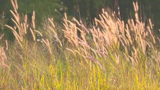 夏天风景 风吹草