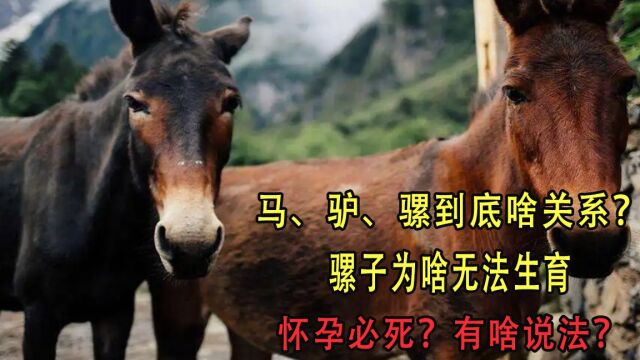 马、驴、骡到底啥关系?骡子为啥无法生育,怀孕必死?有啥说法?