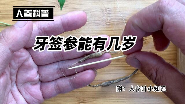 牙签大小的林下参能有几岁?数数就知道了!附:人参叶小知识