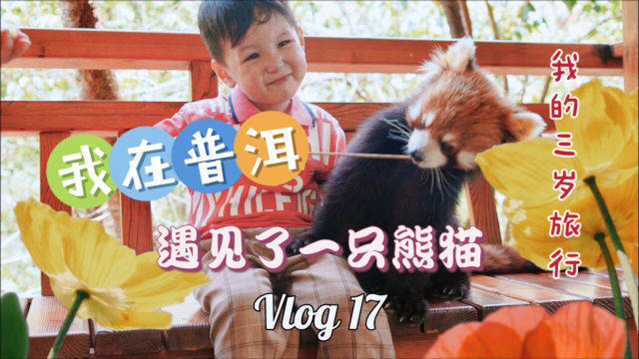 我们的自驾旅行Vlog17 普洱犀牛坪,和网红小熊猫来场亲密接触