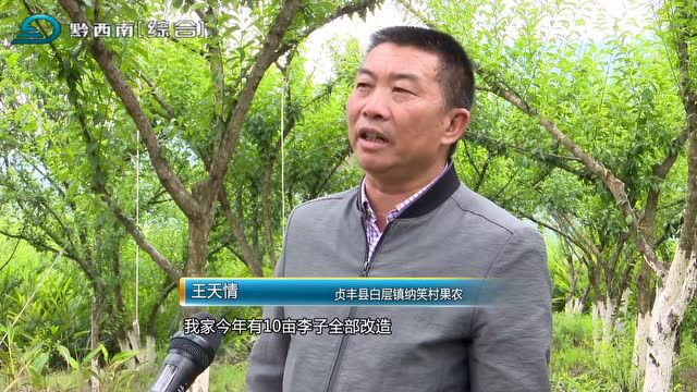 【商机无限】贞丰:李园管护正当时 提质增效促增收