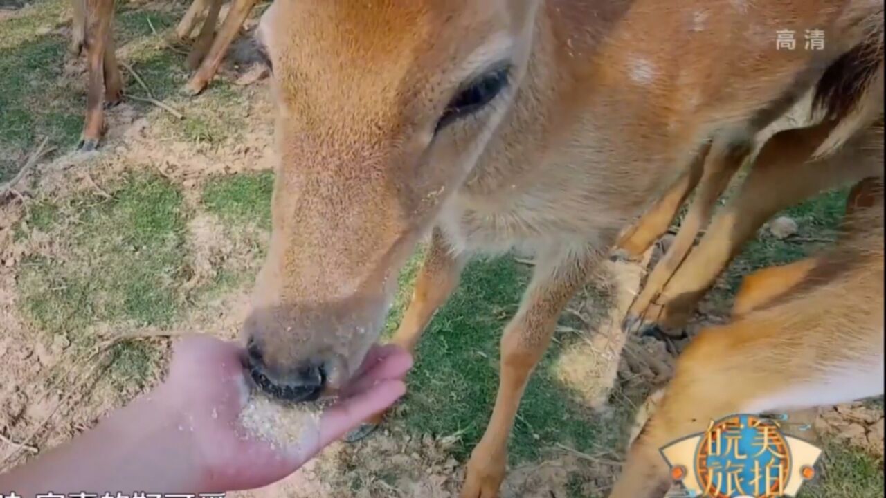 蚌埠禾泉农庄,里面小鹿成群,仿佛神奇的天堂|皖美旅拍