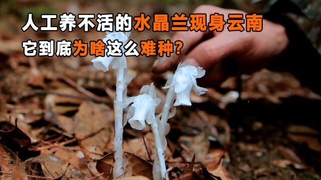 通体雪白的水晶兰现身云南,人工根本养不活,它为何这么难种?