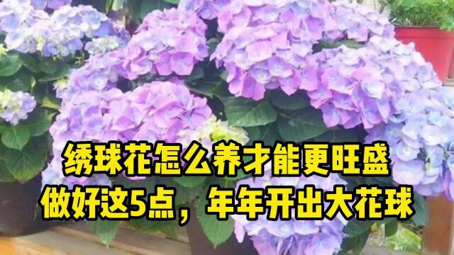 绣球花怎么养才能更旺盛?做好这5点,年年开出大花球