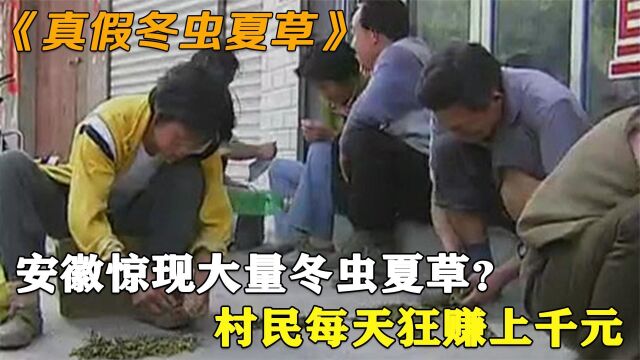 安徽惊现大量冬虫夏草?村民每天狂赚上千元,专家鉴定后慌忙叫停