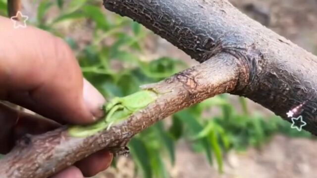 果树夏季嫁接,速度最快的一种嫁接方法,一分学会