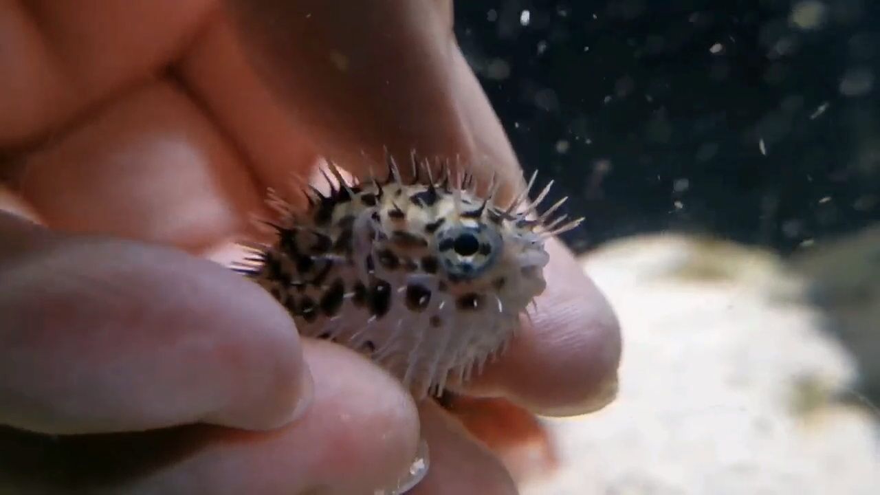 奇妙水族馆:可爱的小刺鲀来啦