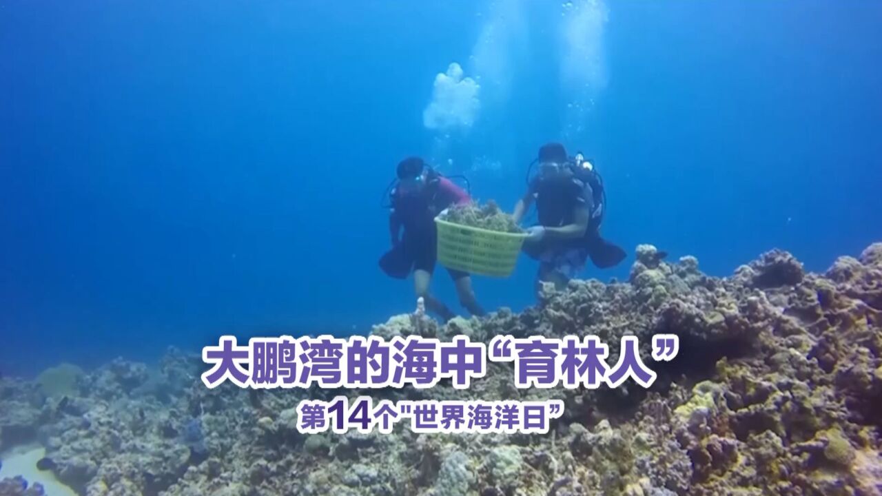 深圳大鹏湾的海中“育林人” | 2022世界海洋日