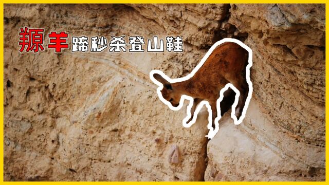 面对赤狐的追捕,羱羊蹄秒杀登山鞋,飞檐走壁