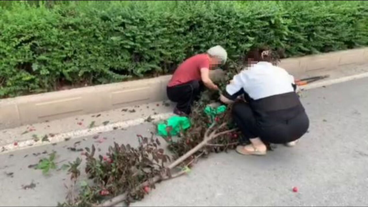 离谱!大妈为摘果子将行道树树枝砍下,园林局:已违法