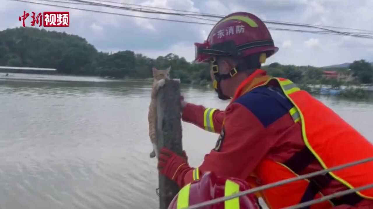 暖心!广东清远一只被洪水围困的猫咪得救