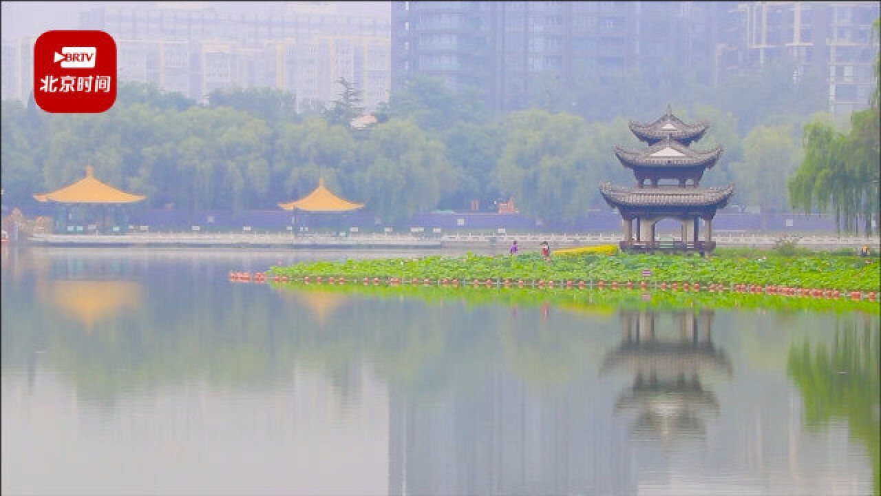 北京陶然亭公园荷花雨中绽放 一片朦胧似江南