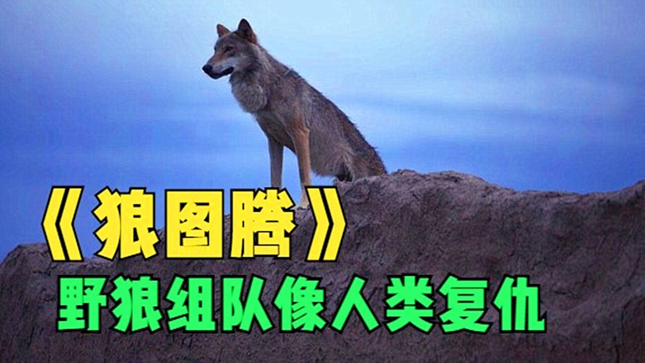 牧民将野狼尸体悬挂,向狼族挑衅,狼群立马组队报复,《狼图腾》