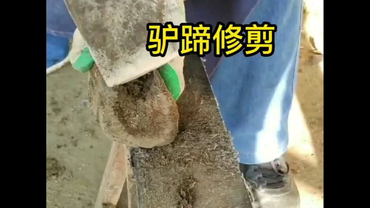 驴蹄修剪过程非常解压