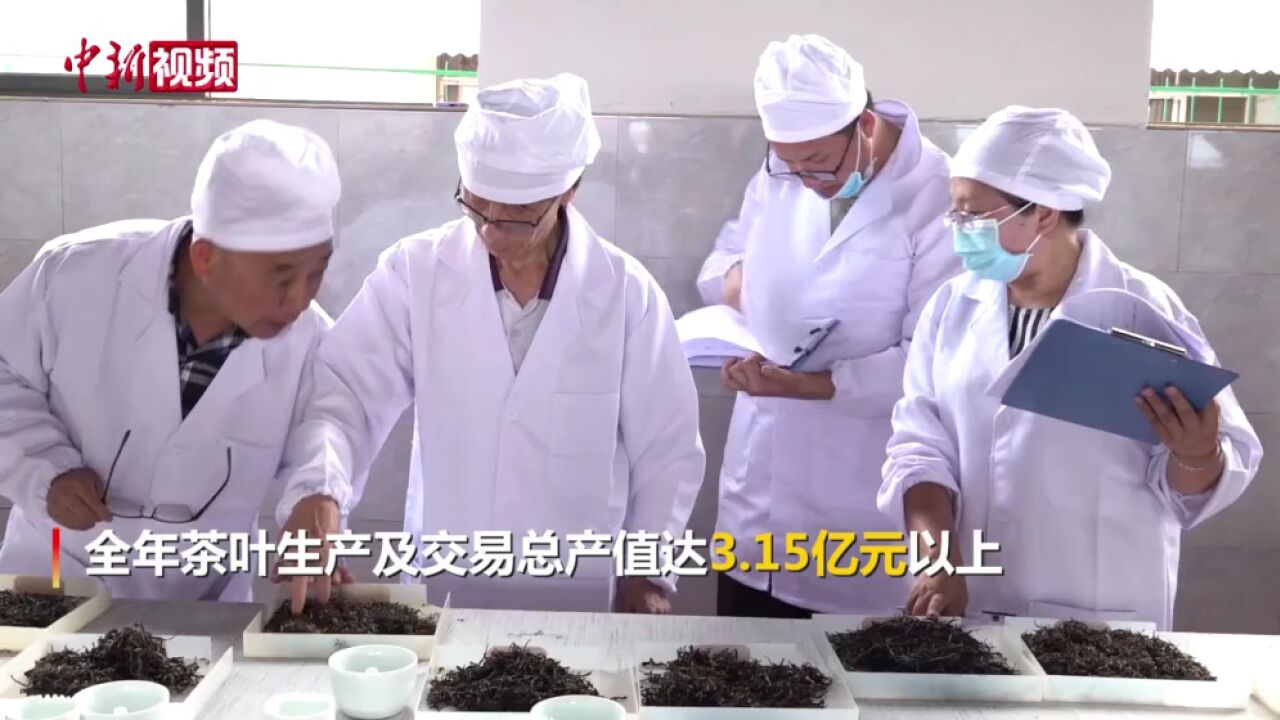 云南凤庆:百余茶企齐聚一堂斗茶品茗