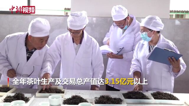 云南凤庆:百余茶企齐聚一堂斗茶品茗