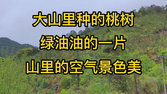 大山里种的桃树 绿油油的一片 山里的空气景色美