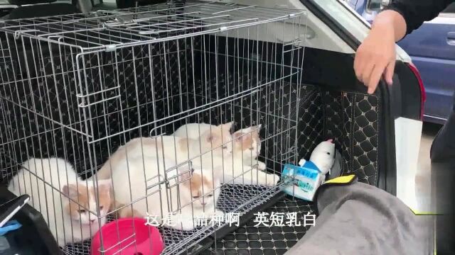 焦作农村狗市:这大哥拉了一车猫,英短才卖400块钱