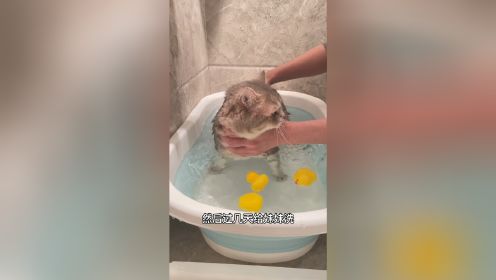 小猫咪洗澡能有多乖？