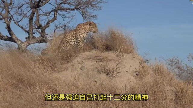 花豹吃猪肉上瘾,潜伏在疣猪洞口等了半天,没想到这货居然睡着了