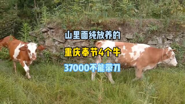 重庆奉节大山上这4个母牛想处理,质量还将就,37000这个价怎么样