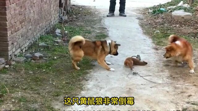 黄鼠狼前脚被陷阱套住,后脚遭遇两条黄毛狗,万般无奈只能爆发