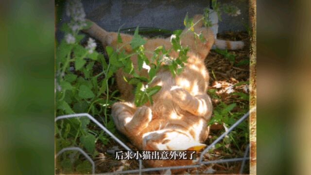 【每日句子推荐】狗狗和小猫的故事