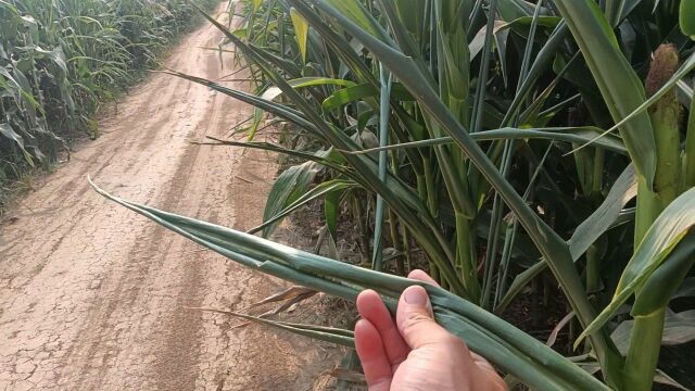 河南周口太康,干旱严重,玉米卷叶,好多农户都在浇地