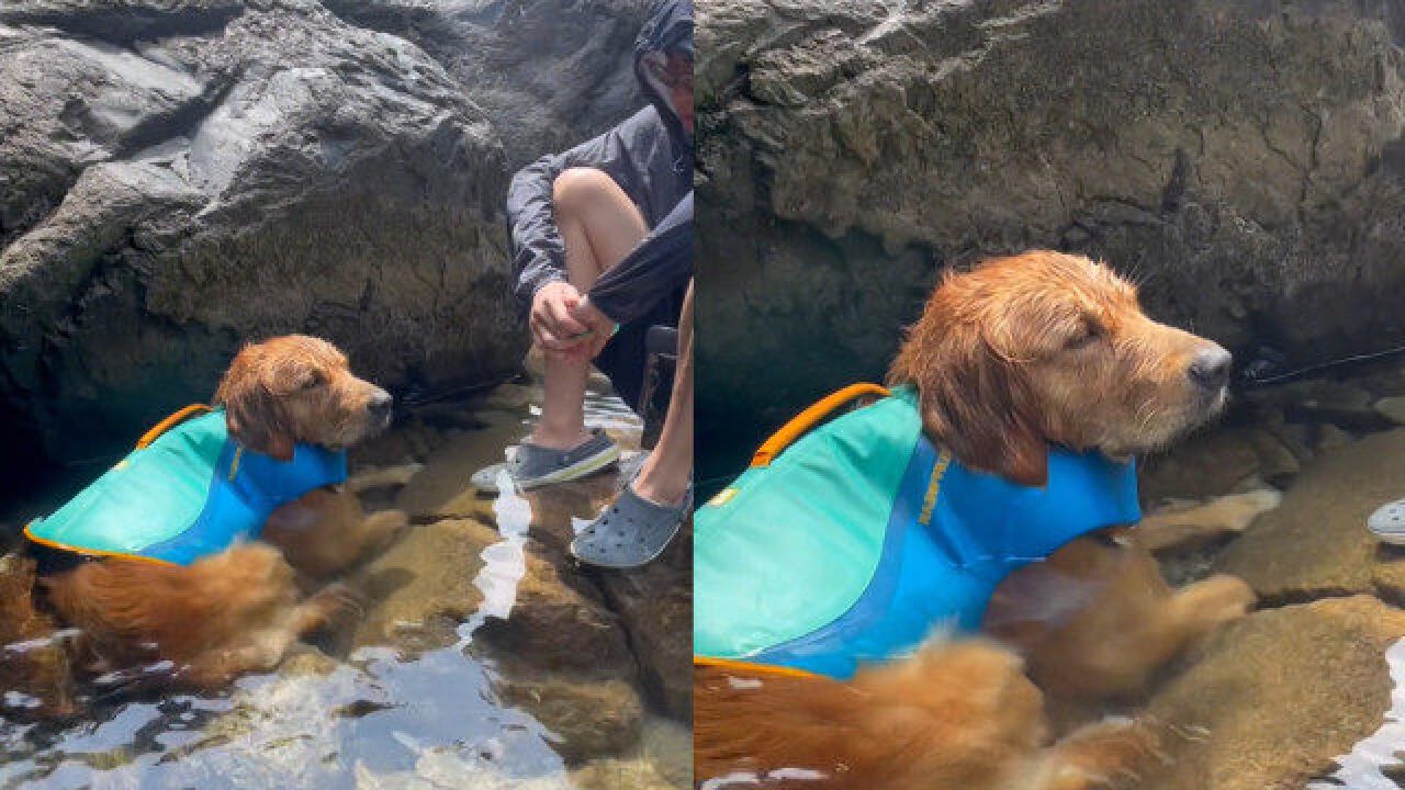 狗狗玩耍被熊孩子扔石头后,躲在一旁一动不动,难过表情让人心疼