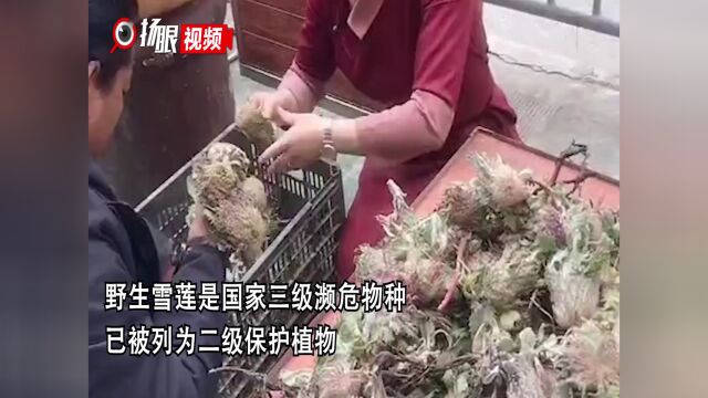 短视频博主疑似贩卖野生雪莲花:根据植物大小定价,1元至5元不等