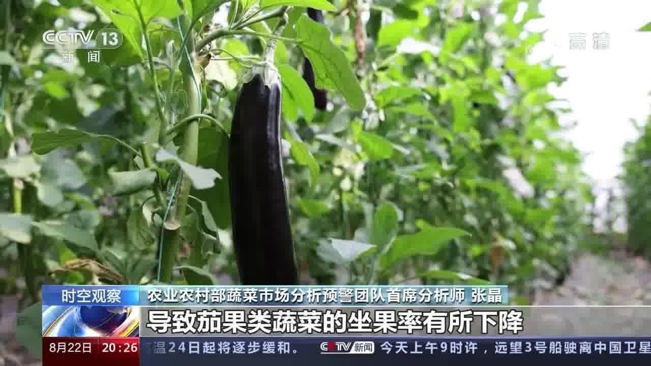 高温之下农业生产如何保障? 重点监测的28种蔬菜平均价格较稳定