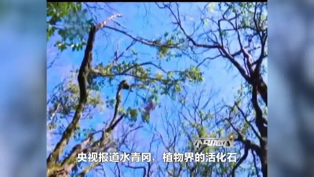 珍贵栽培树种——水青冈的景观价值、园林用途和市场前景分析