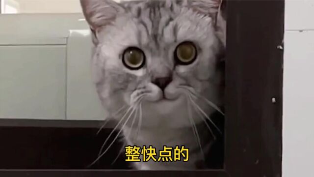 你们见过这种老色批猫吗?为了偷看我洗澡,无所不用其极!