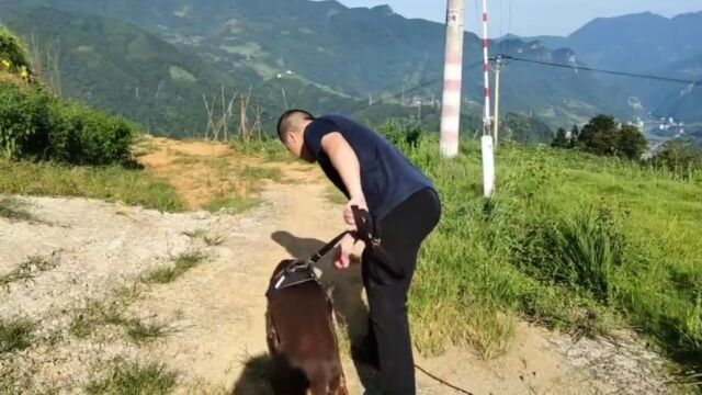 杜宾犬之工作犬训练,