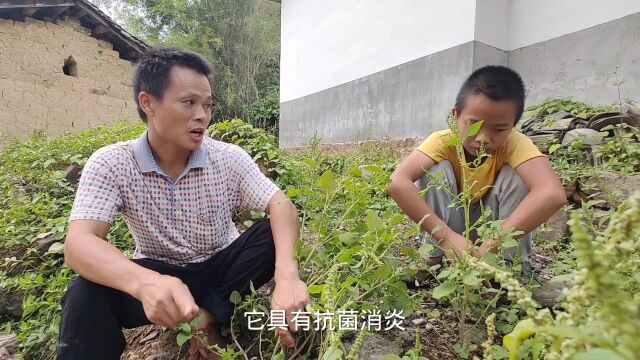 拔一把野苋菜的根回来,放半边老母鸡炖,光喝汤就很美了