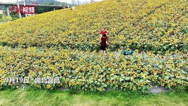 湖北宜昌13万余株向日葵盛开