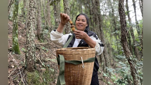 农村大山里的黄牛肝菌,据说特别香,你吃过吗?