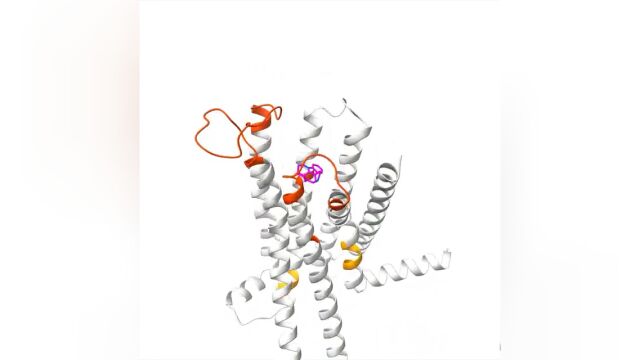 在国际上首次揭开苦味受体的“神秘面纱”!上科大最新研究成果今日《Science》上发表