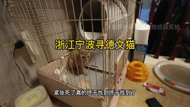 浙江宁波寻德文猫