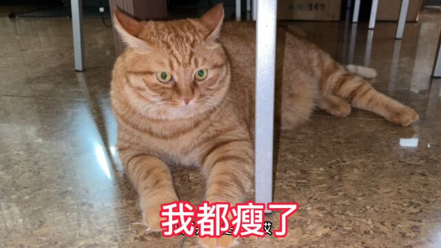 肥猫又瘦了二两小奶猫这陪练真不错,马上要变成赵十六了!