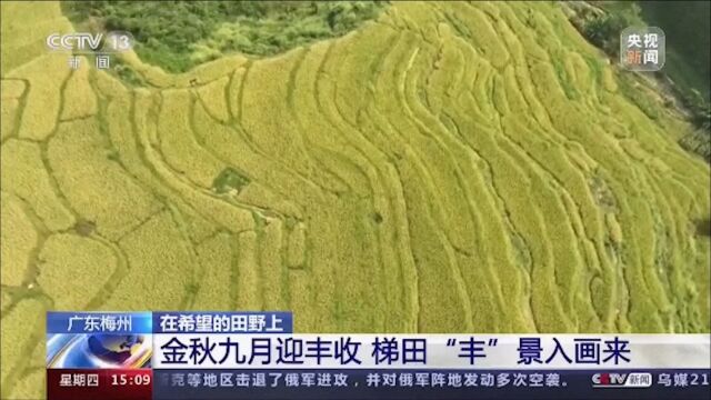 央视《新闻直播间》报道梅州平远丰收景象