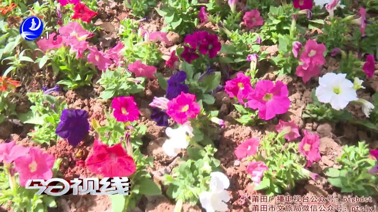 花卉扮靓城市喜迎国庆