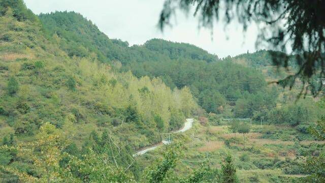 人间忽晚,山河已秋.#秋天 #山野自然 #森林 #小村日记