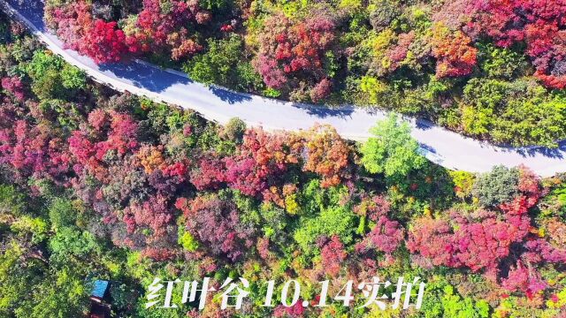 济南红叶谷10月14日实拍