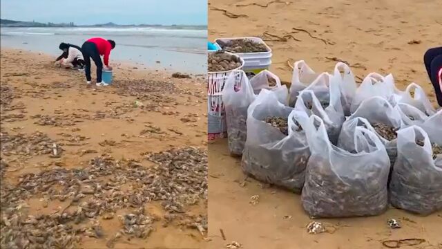 慕了!女子赶海发现满沙滩泸沽虾,2小时捡走30斤实现“海鲜自由”