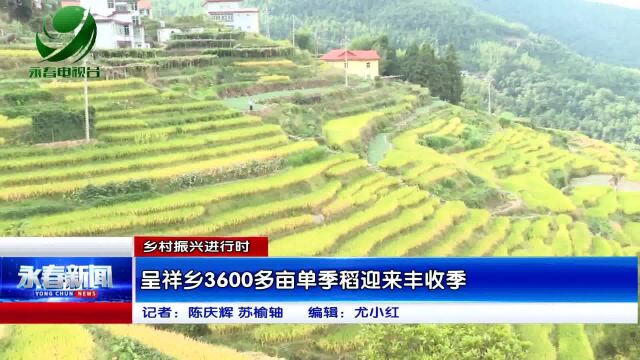 【乡村振兴进行时】 呈祥乡3600多亩单季稻迎来丰收季