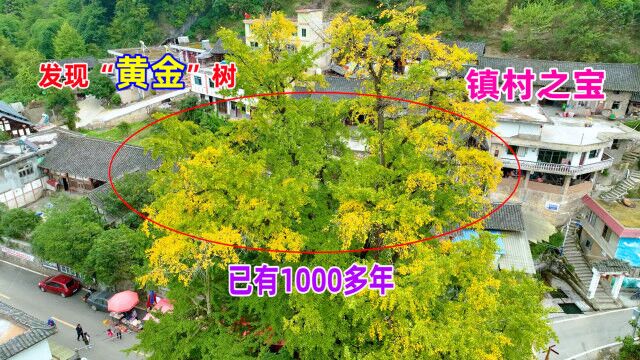 贵阳山村发现“黄金树”,已有1000多年,镇村之宝